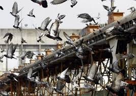 Pombos e Aves